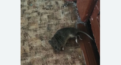Дезинфекция от мышей в Хвалынске