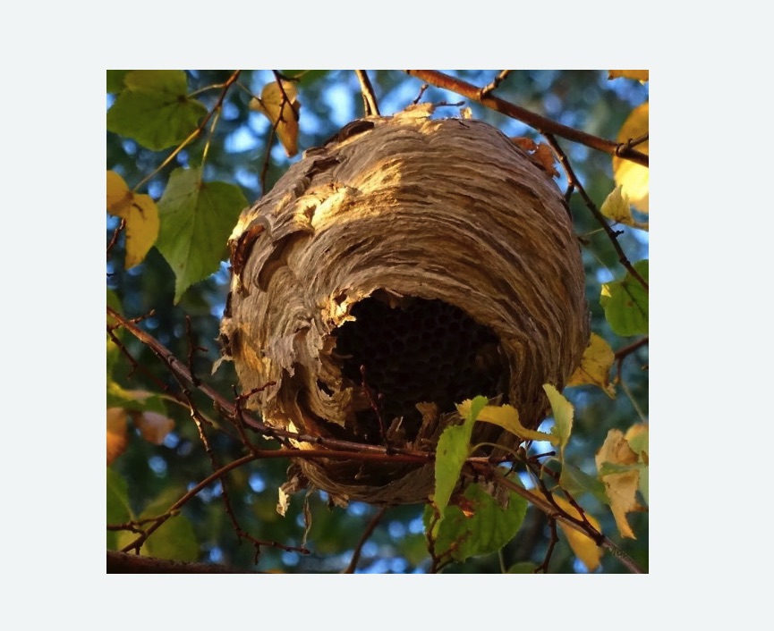 Обработка от шершней в Хвалынске