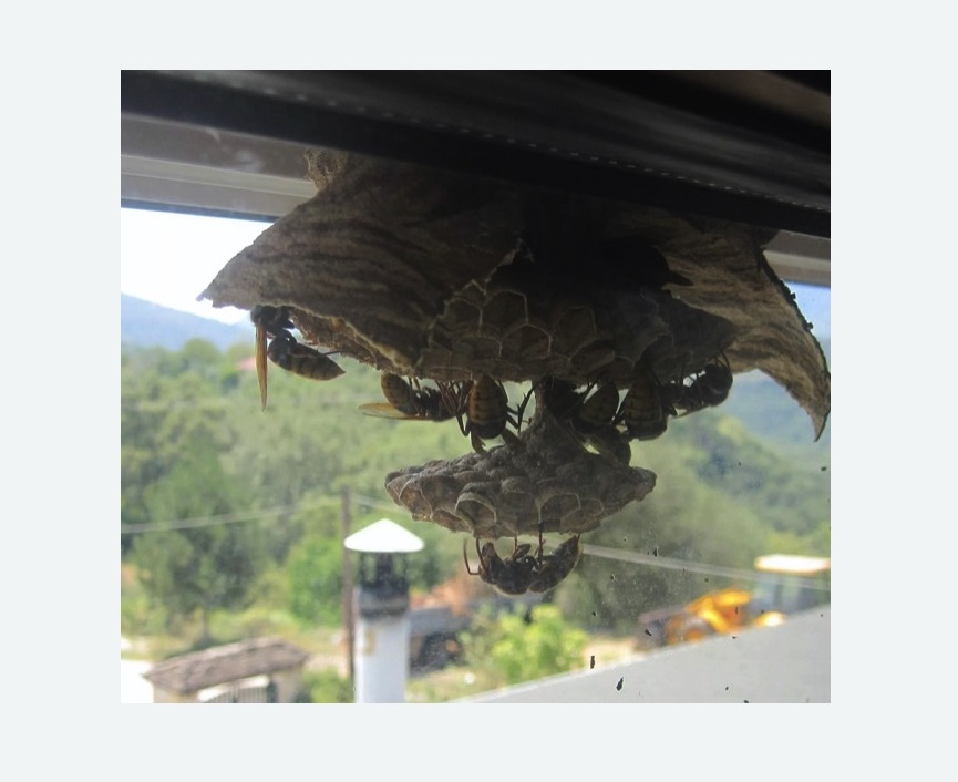 Уничтожение гнёзд шершней в Хвалынске