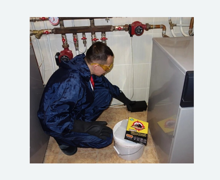 Уничтожение крыс Уничтожение крыс в Хвалынске